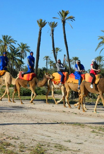 Sunset Camel Ride in the Palm Grove of Marrakech
